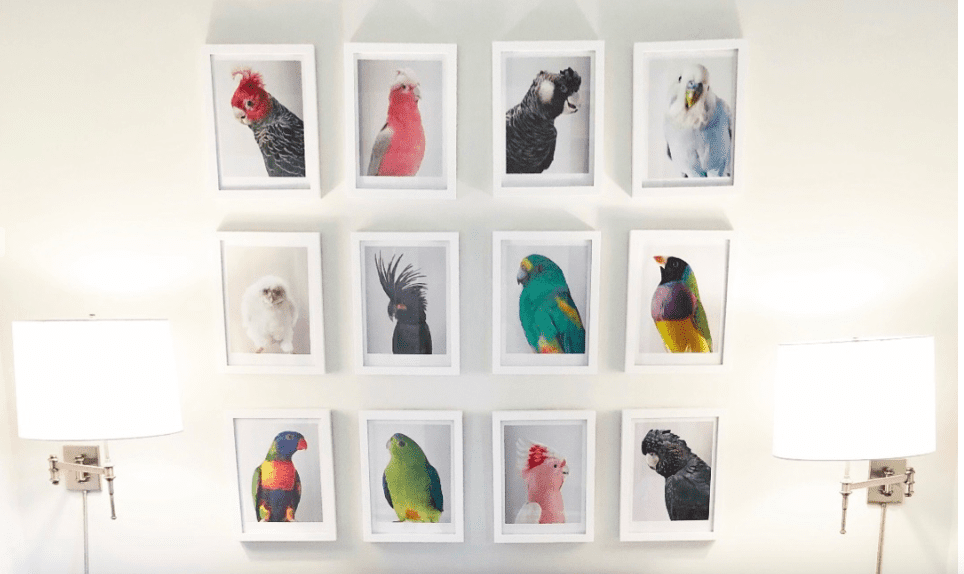 framed photos of birds in a guest room