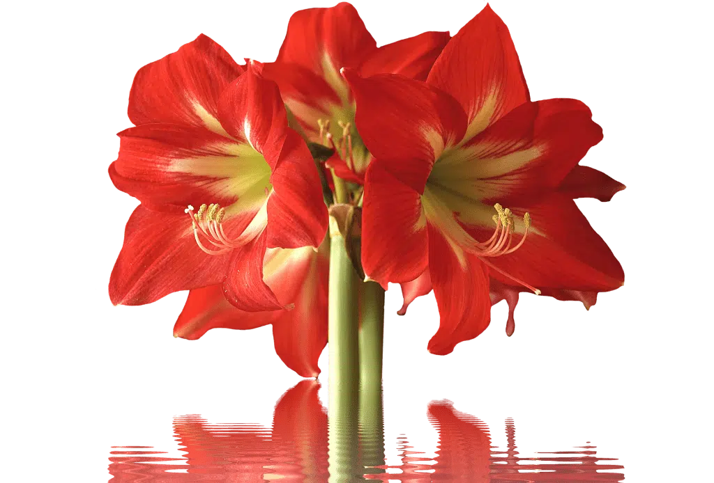 red amaryllis blossoms
