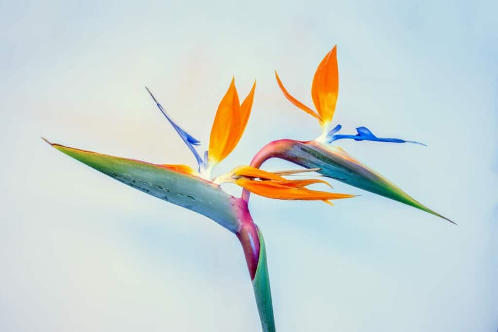a single bird of paradise flower in a light blue background