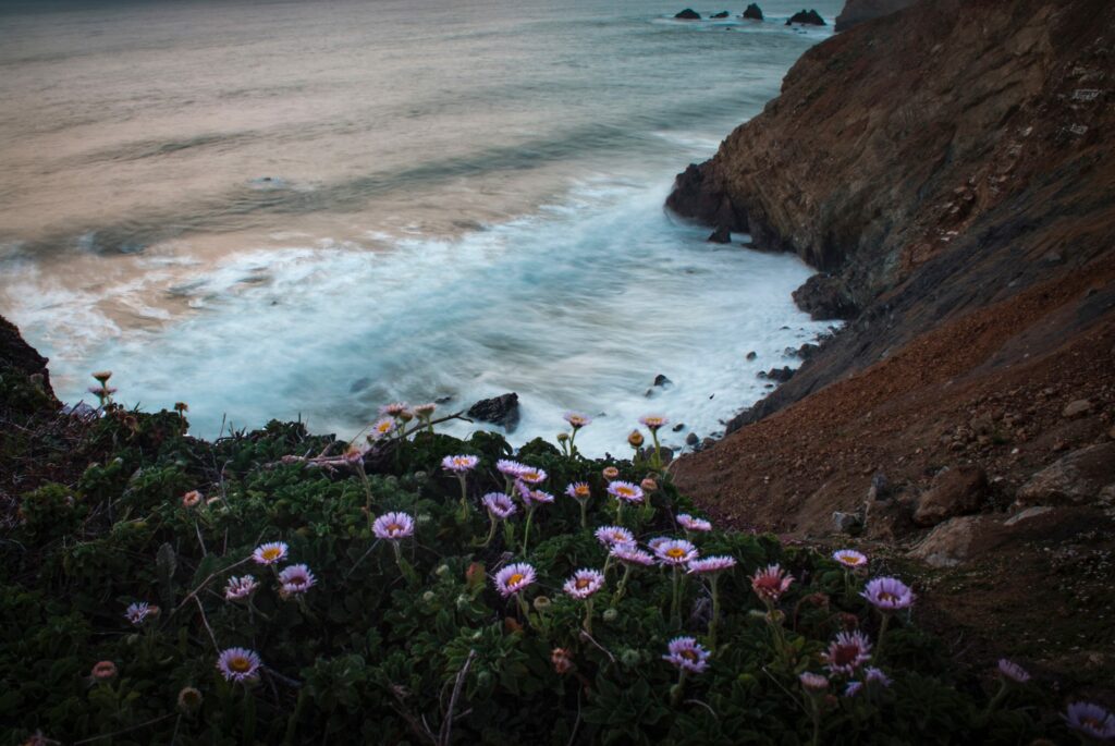 California coastline with purple flowers