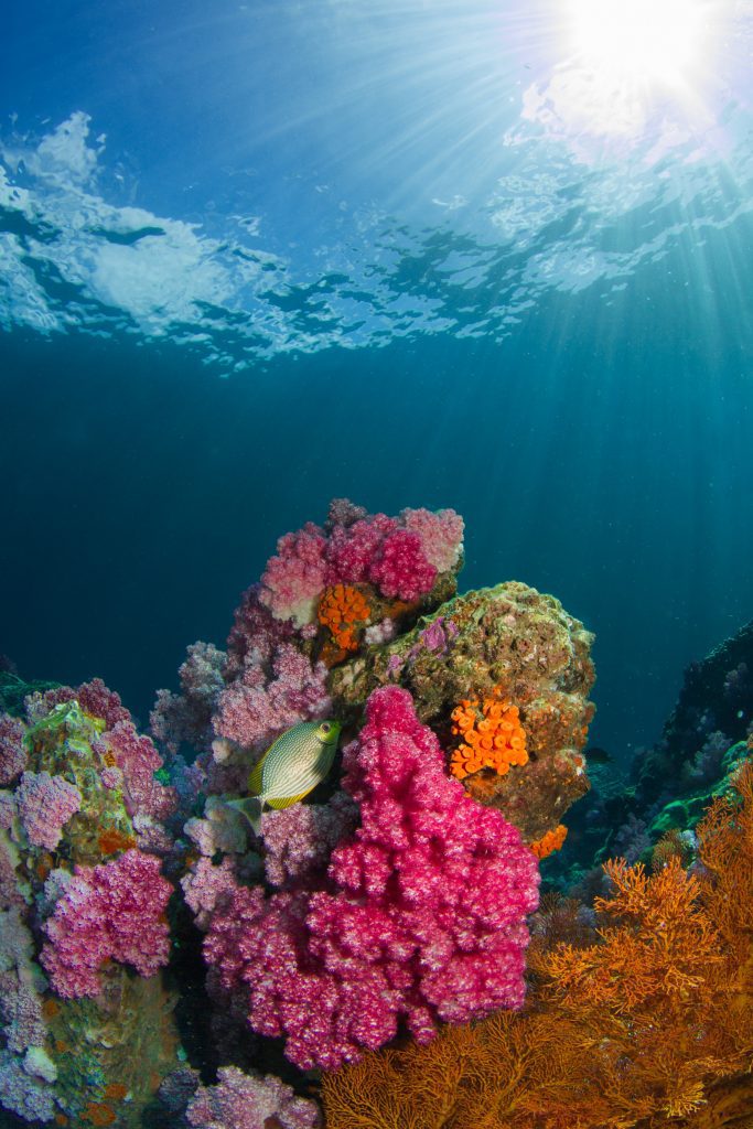 a brightly colored coral reef in celebration of earth day