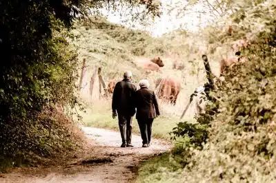 elderly couple walking towards pasture and cows